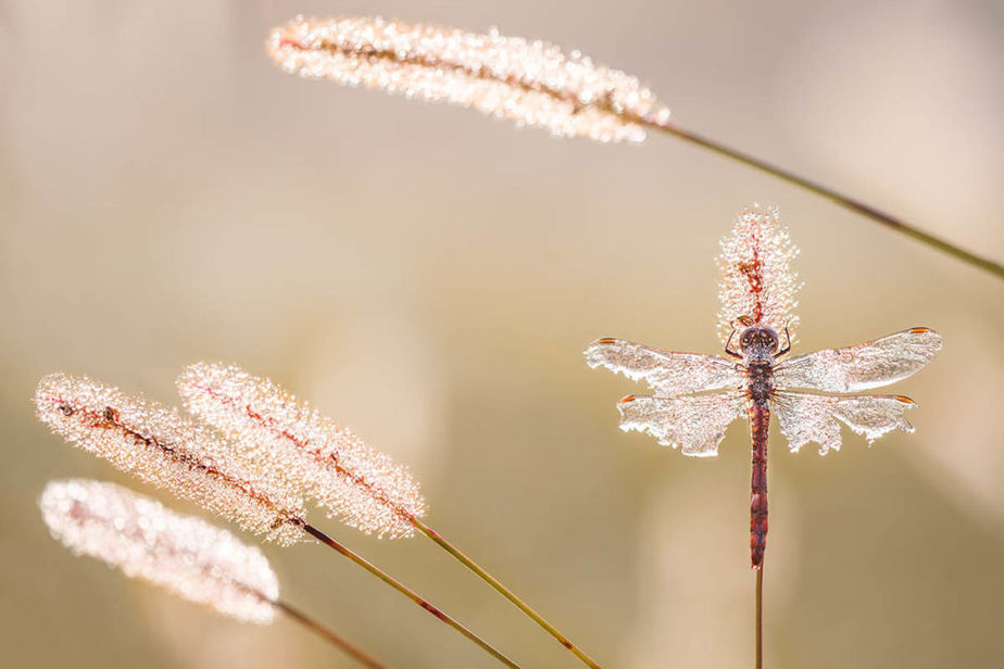 تصاویر/ برندگان مسابقه بین المللی عکاس باغ تصاویر/ برندگان مسابقه بین المللی عکاس باغ